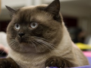Дымчатый колор-пойнт окрас британских кошек: фото, стандарт. Фото дымчатых колор-пойнтов кошек, котят. Дымчатый пойнт британцы: стандарт окраса. Колор-пойнт дым британская кошка. Колор-пойнт дымный британская кошка.  